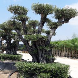 Olea Europaea ZET S 01005 1 250x250 - OLEA EUROPAEA 5