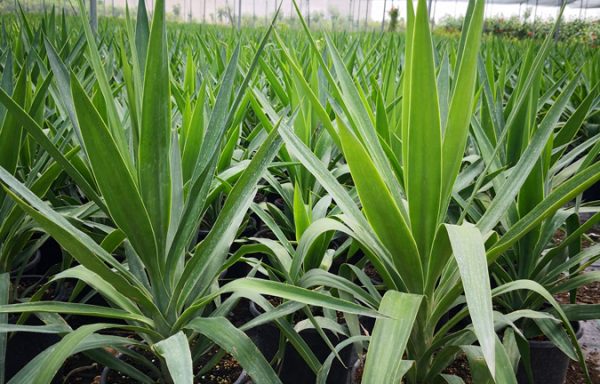 Yuk P01001.5P21 600x384 - يوكا