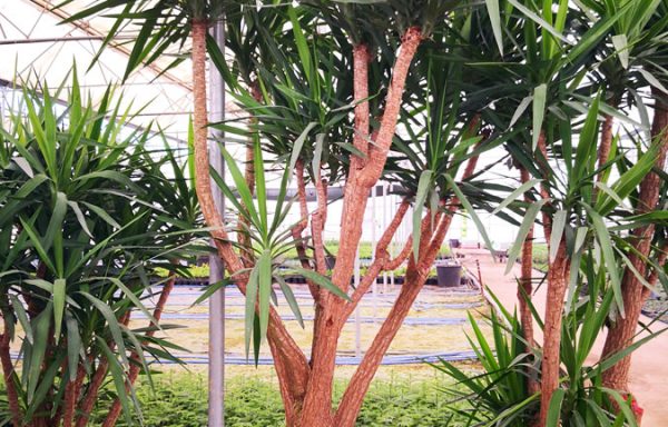 Yuk s01001 600x384 - &Uuml;r&uuml;nler