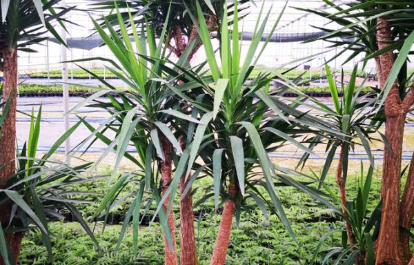 Yuk s010022 600x384 - Epipremnumm Aureum