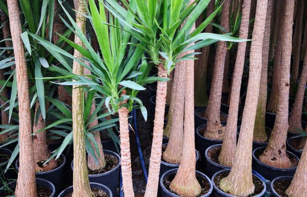 Yuk s01005 600x384 - &Uuml;r&uuml;nler