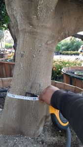 yaseminziraat 1 169x300 - CITRUS SINENSIS