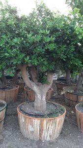 yaseminziraat 1 169x300 - CITRUS SINENSIS