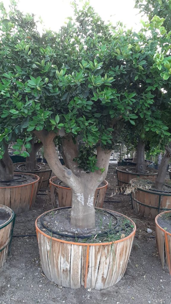 yaseminziraat 1 576x1024 - CITRUS SINENSIS