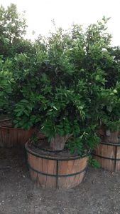 yaseminziraat 2 169x300 - CITRUS SINENSIS