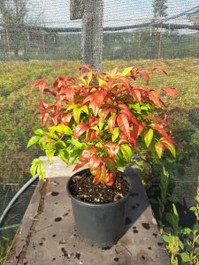 Nandina domestica 1 2 225x300 - Nandina domestica