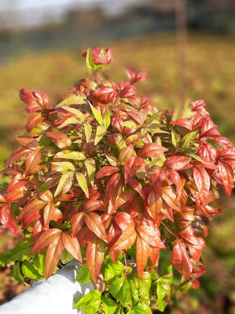 Nandina domestica 3 768x1024 - Nandina domestica