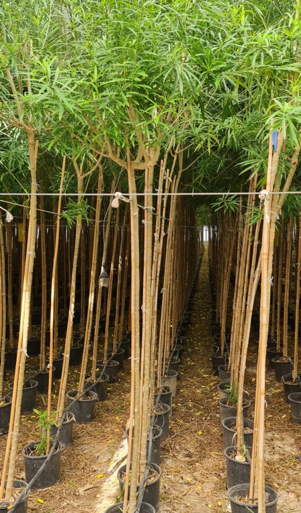 944713 600x1024 - Home