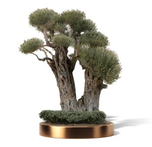 KATALOG 4 1 2 300x291 - Olea Europaea (Olives)