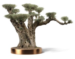 KATALOG 4 12 1 300x236 - Olea Europaea (Olives)