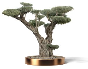 KATALOG 4 15 2 300x236 - Olea Europaea (Olives)