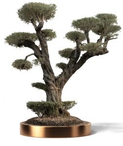 KATALOG 4 18 1 253x300 - Olea Europaea (Olives)