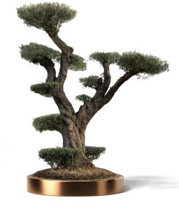 KATALOG 4 24 1 256x300 - Olea Europaea (Olives)