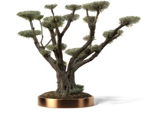 KATALOG 4 28 1 300x236 - Olea Europaea (Olives)