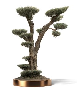 KATALOG 4 31 1 251x300 - Olea Europaea (Olives)