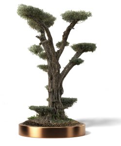 KATALOG 4 34 1 249x300 - Olea Europaea (Olives)