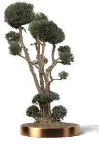 KATALOG 4 37 1 204x300 - Olea Europaea (Olives)