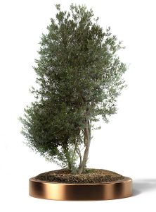 KATALOG 4 45 1 222x300 - Olea Europaea (Olives)