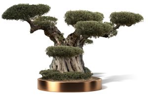 KATALOG 4 6 1 300x194 - Olea Europaea (Olives)