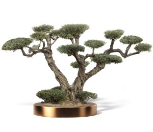 KATALOG 4 9 1 300x259 - Olea Europaea (Olives)