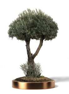 KATALOG41 5 222x300 - Olea Europaea (Olives)